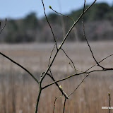 DSC_0456.JPG