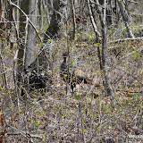 DSC_0466.JPG
