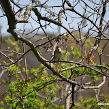 DSC_0485.JPG
