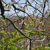 DSC_0487.JPG