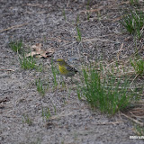 DSC_0516.JPG