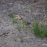 DSC_0517.JPG