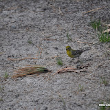 DSC_0518.JPG