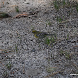 DSC_0520.JPG