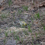 DSC_0528.JPG