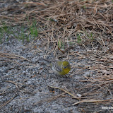 DSC_0530.JPG