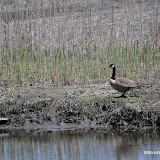 DSC_0534.JPG
