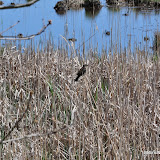 DSC_0578.JPG