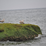 DSC_0617.JPG