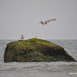 DSC_0626.JPG