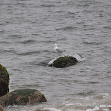 DSC_0648.JPG