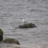 DSC_0649.JPG