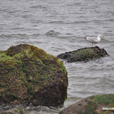 DSC_0657.JPG