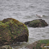 DSC_0659.JPG