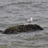 DSC_0672.JPG