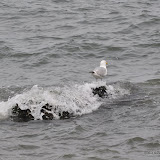 DSC_0673.JPG
