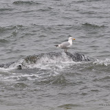 DSC_0676.JPG