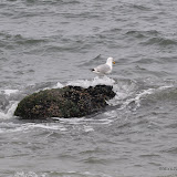 DSC_0675.JPG