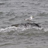 DSC_0677.JPG