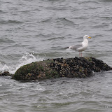 DSC_0678.JPG