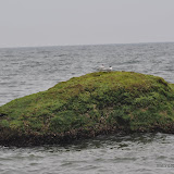 DSC_0730.JPG