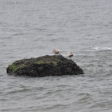 DSC_0742.JPG