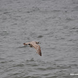 DSC_0759.JPG