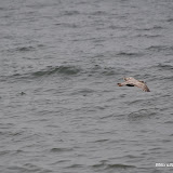 DSC_0764.JPG