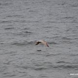 DSC_0765.JPG