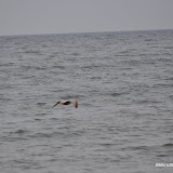 DSC_0769.JPG