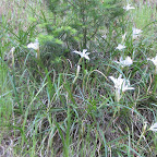 IMG_0923.JPG