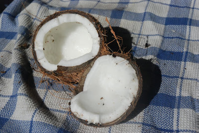 Gleaming coconut meat