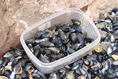 Pot of Mussels
