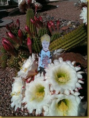 FlatMarkbloomcactus