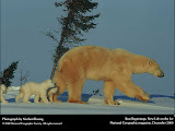 NationalGeographic