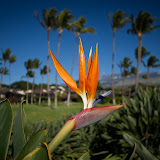 2010 Maui Trip