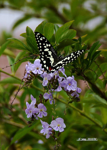 http://lh4.ggpht.com/_Et67SXrbHUs/TFLewo9j0wI/AAAAAAAACUw/dTROi4g2bIE/s512/P_DSC05217_1.jpg