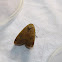 Large-yellow-underwing