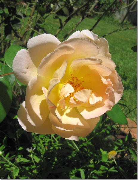 Rose 2010