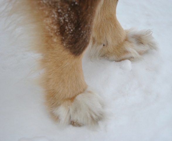 [boots 005[4].jpg]