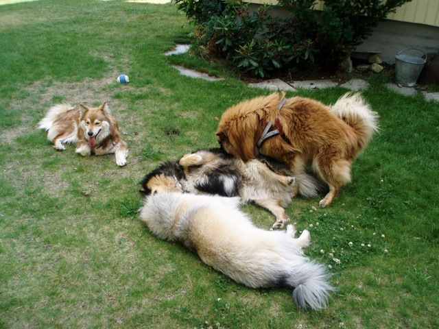 [hundetreff0373.jpg]