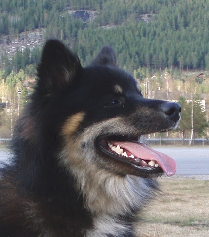 [Børre[4].jpg]