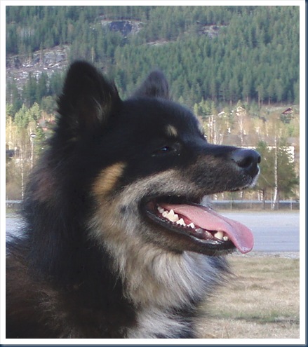 Børre