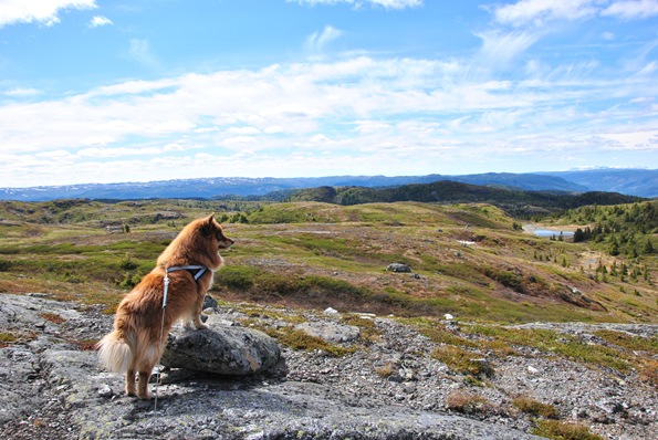 Blåfjell 015