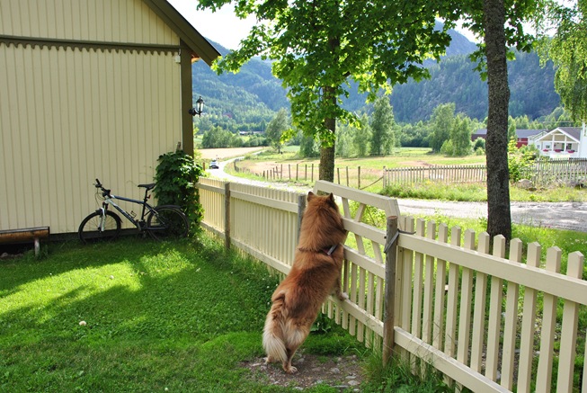 lapphunder 001 lapphunder 001