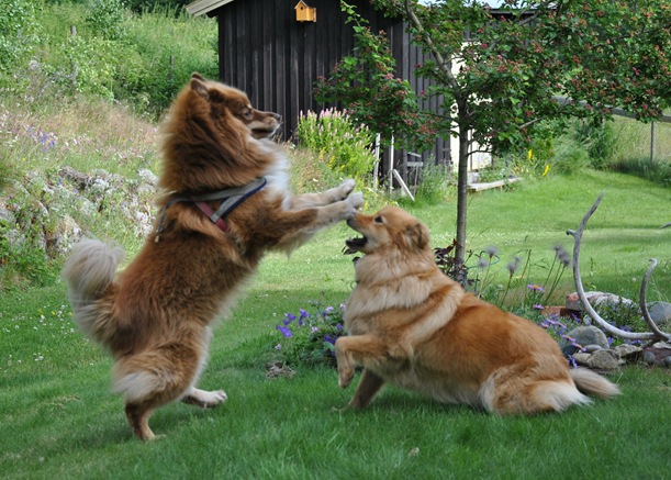 lapphunder 007 lapphunder 007