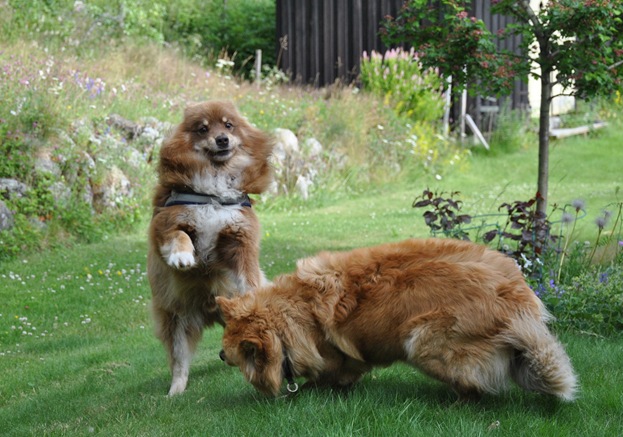 lapphunder 008 lapphunder 008