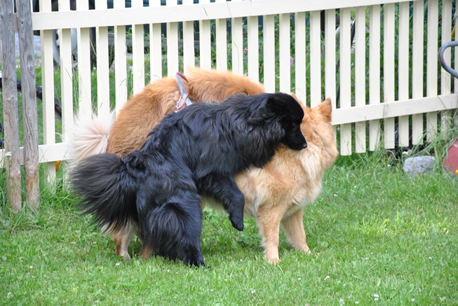 lapphunder 015 lapphunder 015