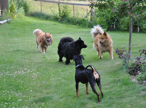 lapphunder 043 lapphunder 043