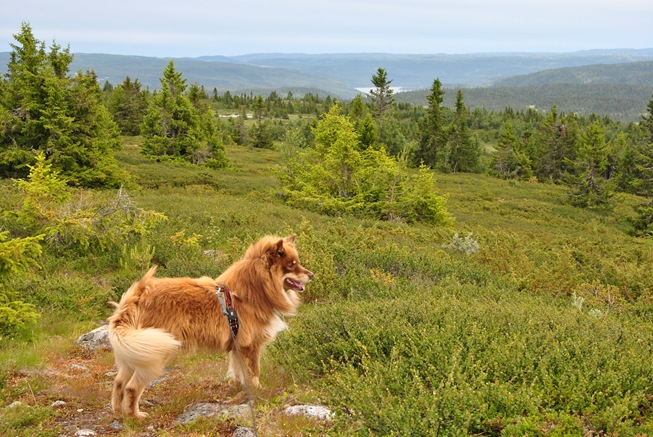 Vardefjell 015 Vardefjell 015
